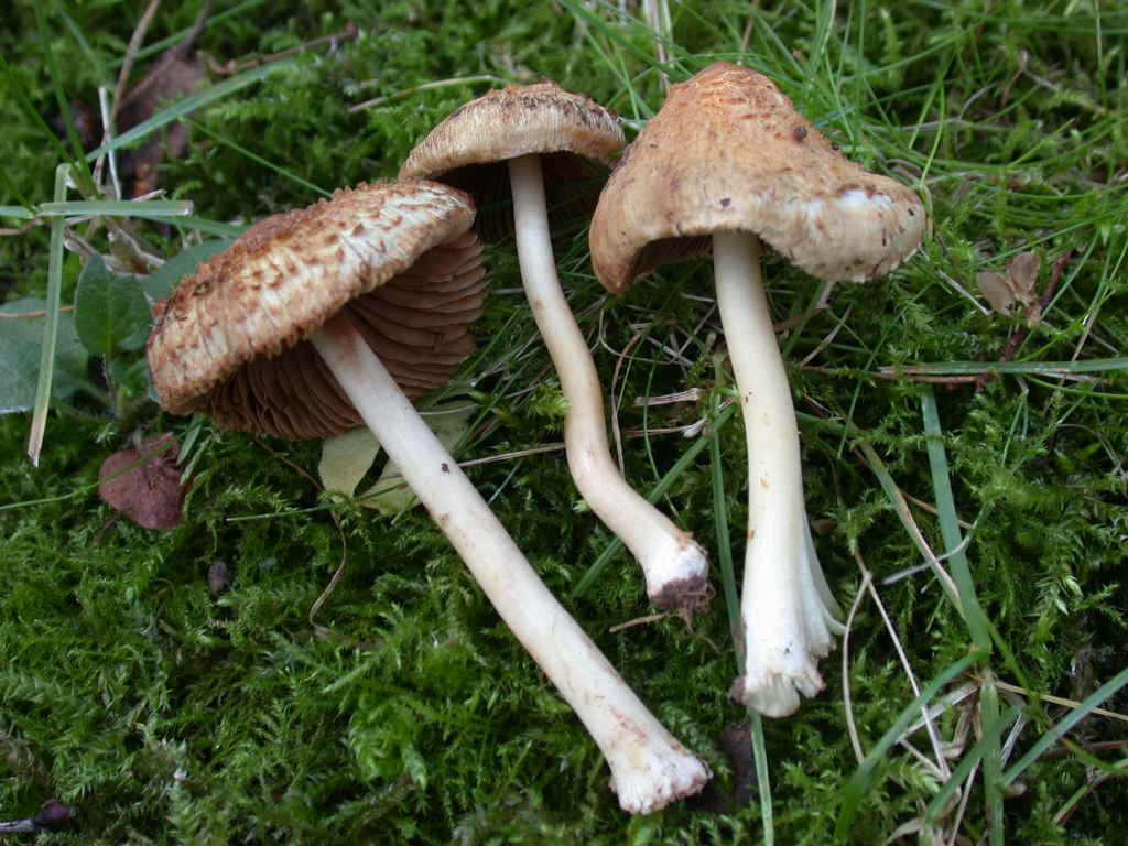 Il brutto anatroccolo